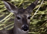 White-tailed Deer (Odocoileus virginianus)