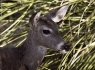 White-tailed Deer (Odocoileus virginianus)