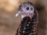 Wild Turkey (Meleagris gallopavo)