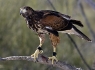 Harris Hawk (Parabuteo unicinctus)