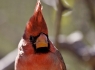 Northern Cardinal (Cardinalis cardinalis)