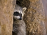 Common Raccoon (Procyon lotor)