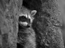 Common Raccoon (Procyon lotor)