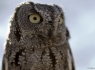 Elf Owl (Micrathene whitneyi)