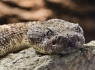 Speckled Rattlesnake (Crotalus mitchelli)