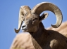 Bighorn Sheep (Ovis canadensis)