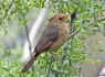 Pyrrhuloxia (Cardinalis sinuatus)