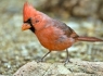 Northern Cardinal (Cardinalis cardinalis)