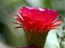 Torch Cactus (Echinopsis huascha)