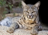 Bobcat (Lynx rufus)