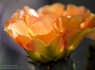 Texas Prickly Pear Cactus (Opuntia engelmannii lindheimeri)