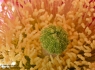 Texas Prickly Pear Cactus (Opuntia engelmannii lindheimeri) Pollen
