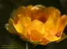 Texas Prickly Pear Cactus (Opuntia engelmannii lindheimeri)