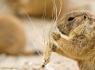 Prairie Dog (Cynomys)