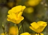 Mexican Poppies