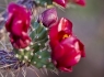  Staghorn Cholla (Cylindropuntia versicolor)