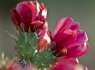 Staghorn Cholla (Cylindropuntia versicolor) #2