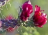 Staghorn Cholla (Cylindropuntia versicolor) #3