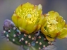 Buckhorn Cholla (Cylindropuntia acanthocarpa)