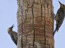 Gila Woodpeckers (Melanerpes uropygialis)