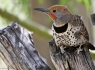 Gilded Flicker (Colaptes chrysoides)