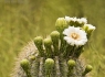 Saguaro Bloom