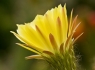 Yellow Torch Cactus (Echinopsis_huascha)