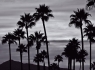 Palm Silhouettes