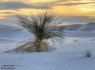 Yucca Sunrise