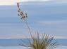 Lone Yucca