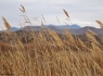 Bosque Del Apache Pond Grass