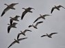 Snow Geese in Flight