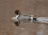 Northern Pin Tail Duck (Anas acuta)