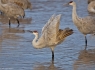 Sand Hill Crane Dance