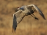 Sand Hill Crane in Flight #2