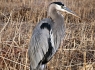 Great Blue Heron (Ardea herodias)