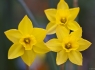 Daffodils