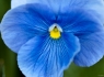 Blue Pansies