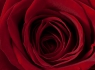 Rose #3 of 3