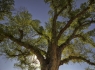 Giant Cottonwood of Lochiel