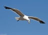 Seagull in flight