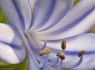 African Lilly (Agapanthus africanus)