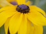 Black Eyed Susan (2 of 4)