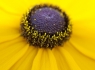 Black Eyed Susan (3 of 4)