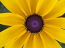 Black Eyed Susan (4 of 4)