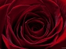 Anniversary Rose