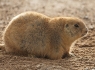 Prairie Dog (Cynomys)