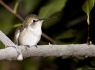 Anna's Hummingbird (Calypte anna)