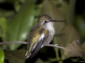 Anna's Hummingbird (Calypte anna)