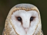  Barn Owl (Tyto alba)